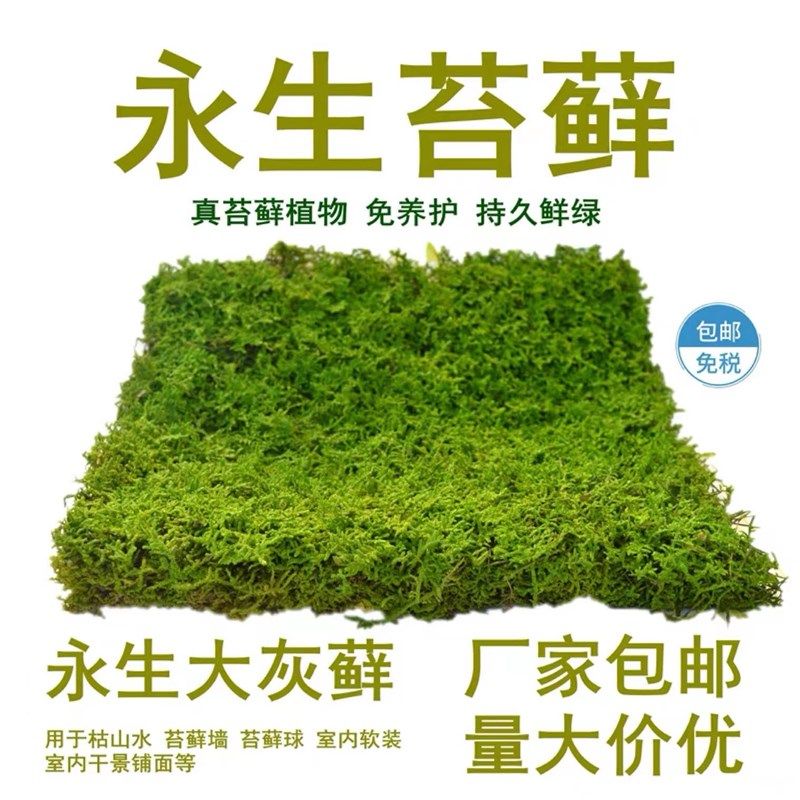 永生苔藓墙仿真植物背景墙白发藓苔藓青苔草坪装饰仿真白盆景铺面