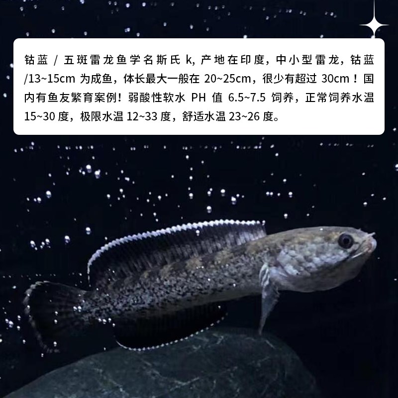 精品钴蓝雷龙鱼凶猛小型热带观赏鱼鱼苗好养耐活活体包邮