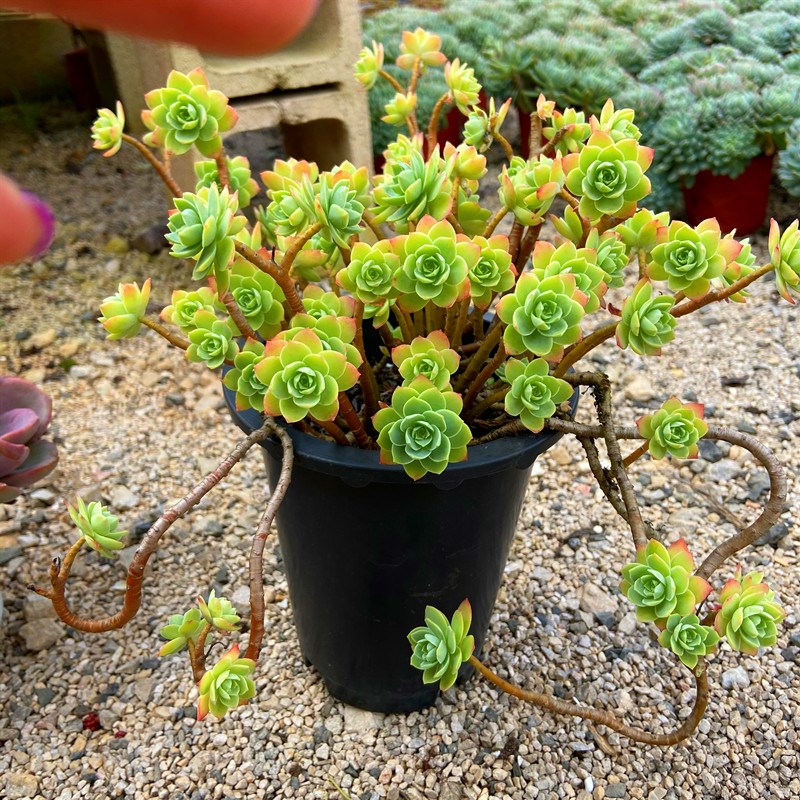 薄化妆老桩多肉植物 多株苗大颗超值组合盆栽 室外阳台精品带盆