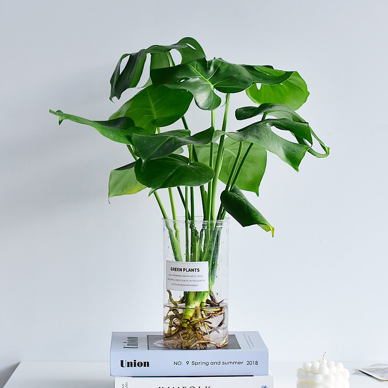龟背竹水培带花瓶四季常绿室内盆栽花卉清新植物桌面鲜活好养好看