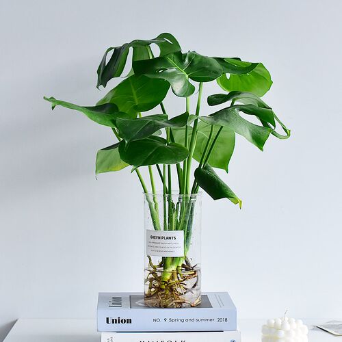 龟背竹水培带花瓶四季常绿室内盆栽花卉清新植物桌面鲜活好养好看