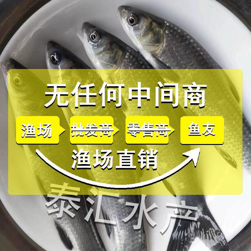 螺丝青鱼苗特大半斤四大家鱼苗淡水养殖黑皖灰草鱼活体螺丝青鱼苗