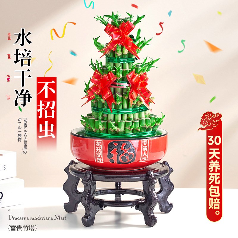 节节高富贵竹水培室内盆栽花卉植物竹塔转运发财竹办公室净化空气