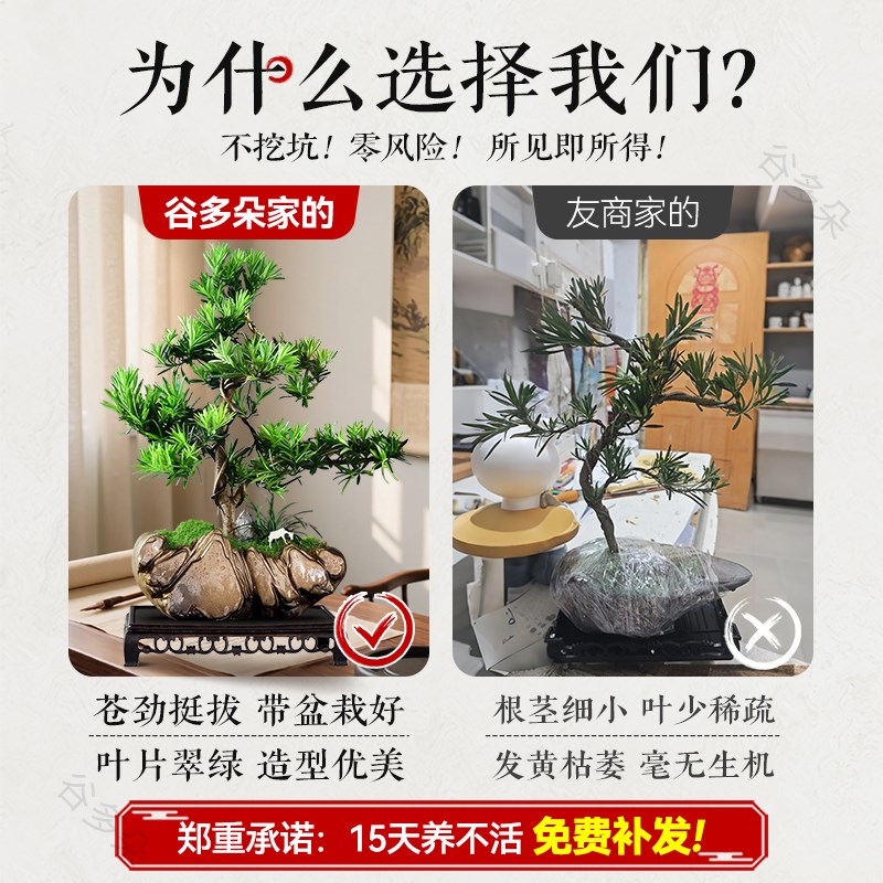造型罗汉松盆栽花卉塔松盆景办公室绿植桌面客厅室内植物摆件送礼