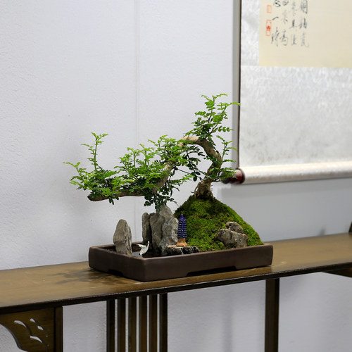 清香木山水假山盆景植物造型老桩室内客厅办公室绿植盆栽胡椒木