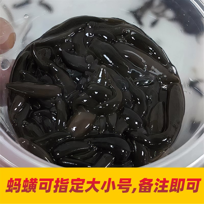 蚂蟥活蚂蝗活水蛭人工饲养钓鱼活饵鱼饵钓鱼蚂蟥饵江团黄辣丁