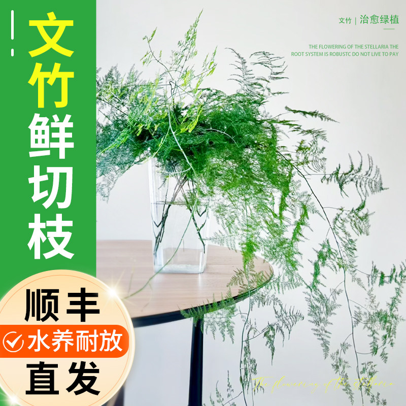 文竹鲜切枝水养插花花材鲜切花水培绿植物造景鲜花艺云竹超长花期