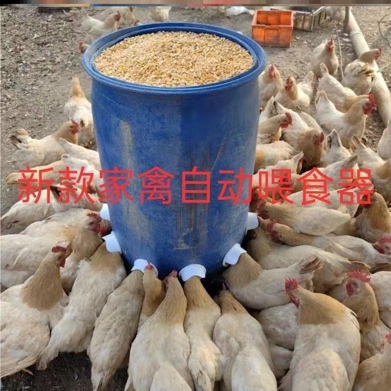 鸡鸭喂喂料器新型加厚自动下料器懒喂料桶人家禽喂鸡自动喂食器
