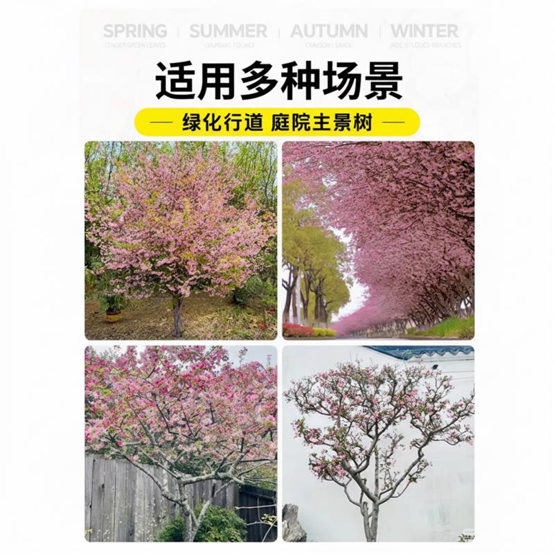 西府海棠树苗庭院地栽大果四季耐寒开花耐寒植物南北种植盆栽花卉