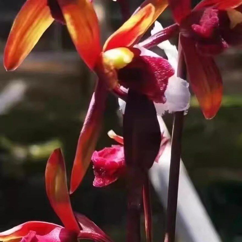 贵州蕙兰传奇兰花苗红素老种高档名品名贵兰草浓香型花卉国兰盆栽