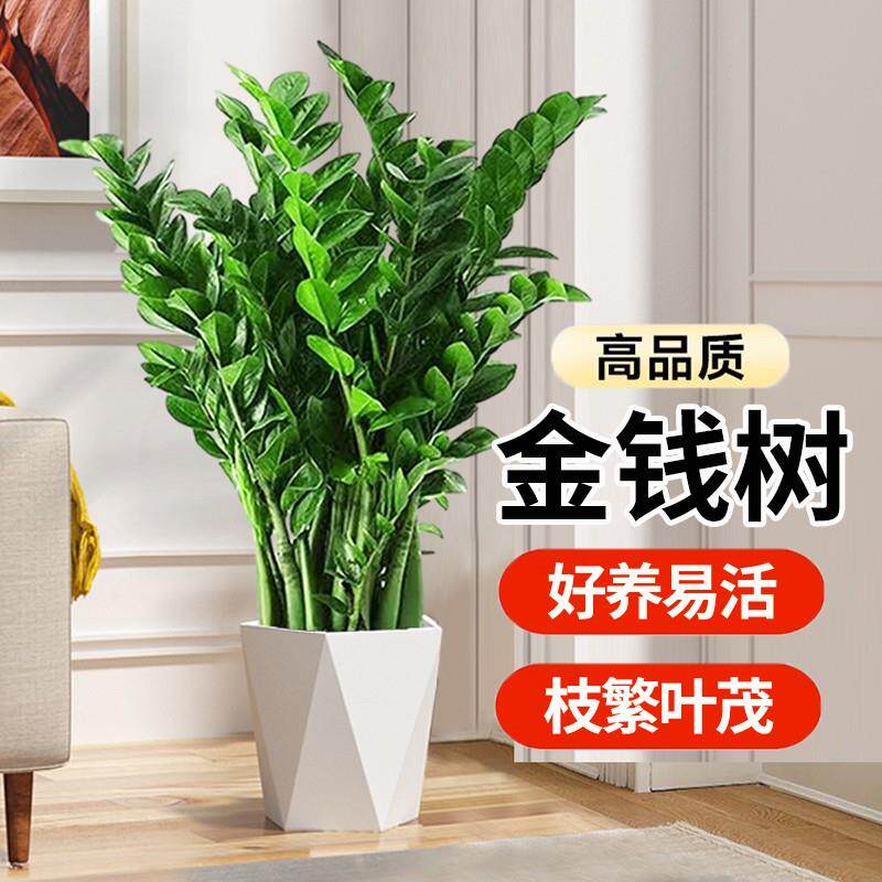 金钱树盆栽植物室内客厅绿植好养招财树花盆摇钱串子