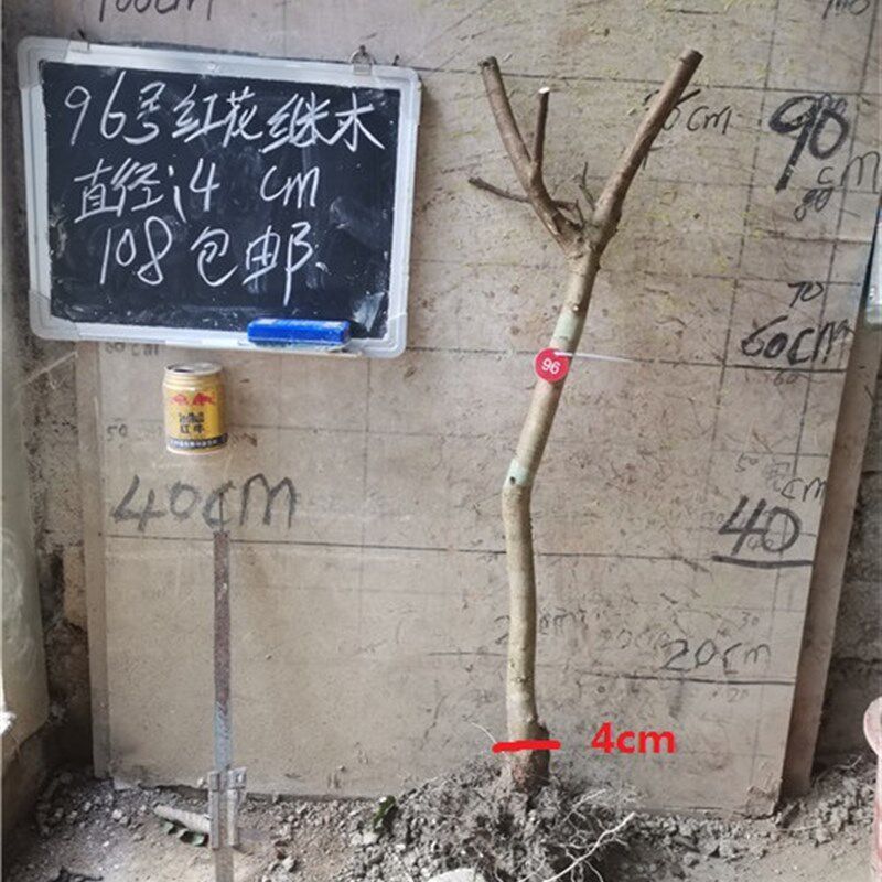 红花继木盆景盆栽大树风景树满堂红大树小苗檵木老树盆景