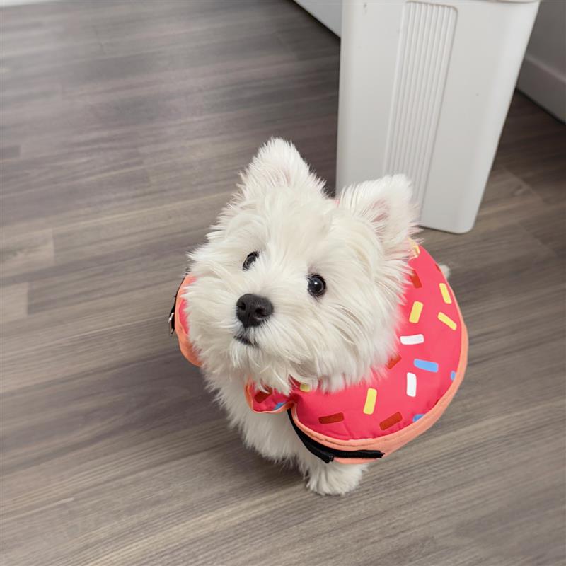 伊丽莎白圈软圈充气式小型犬术后绝育脖套宠物防舔防抓伤耻辱猫圈