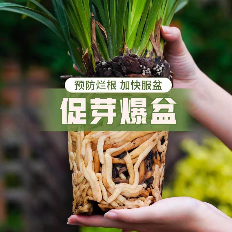 兰花专用土植料松鳞营养土蝴蝶兰君子兰种植颗粒松树皮兰科种花土