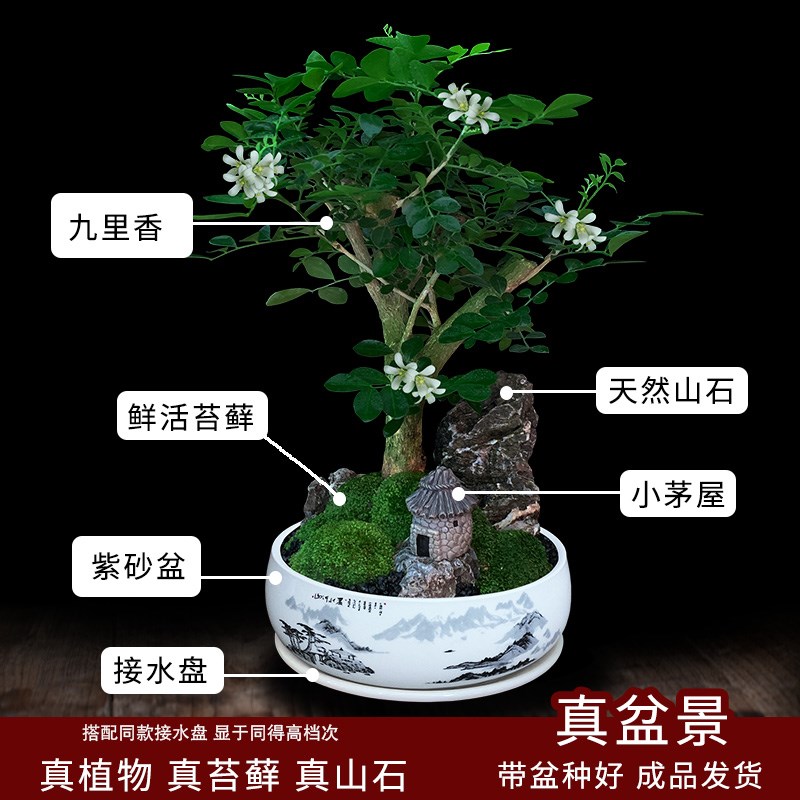 九里香树桩盆景绿植办公室内桌面植物七里香花卉四季好养餐桌盆栽