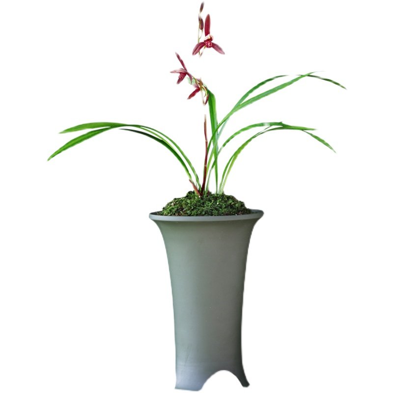建兰四季兰花暮山紫浓香花卉盆景盆栽土绿植兰带草植物花苞名贵苗