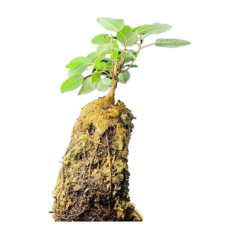 吸水石云南榕树清香木假山风水盆景好养植物小巧精致居家加湿包邮