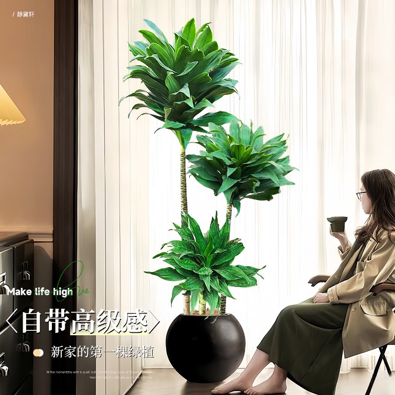 网红太阳神大型绿植盆栽客厅老桩龙血树落地大盆植物吸甲醛朱蕉须