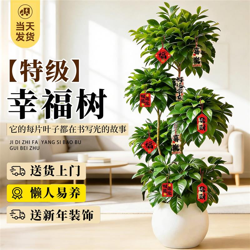 幸福树客厅大盆栽老桩植物客厅高级感室内落地大型绿植盆景好养活