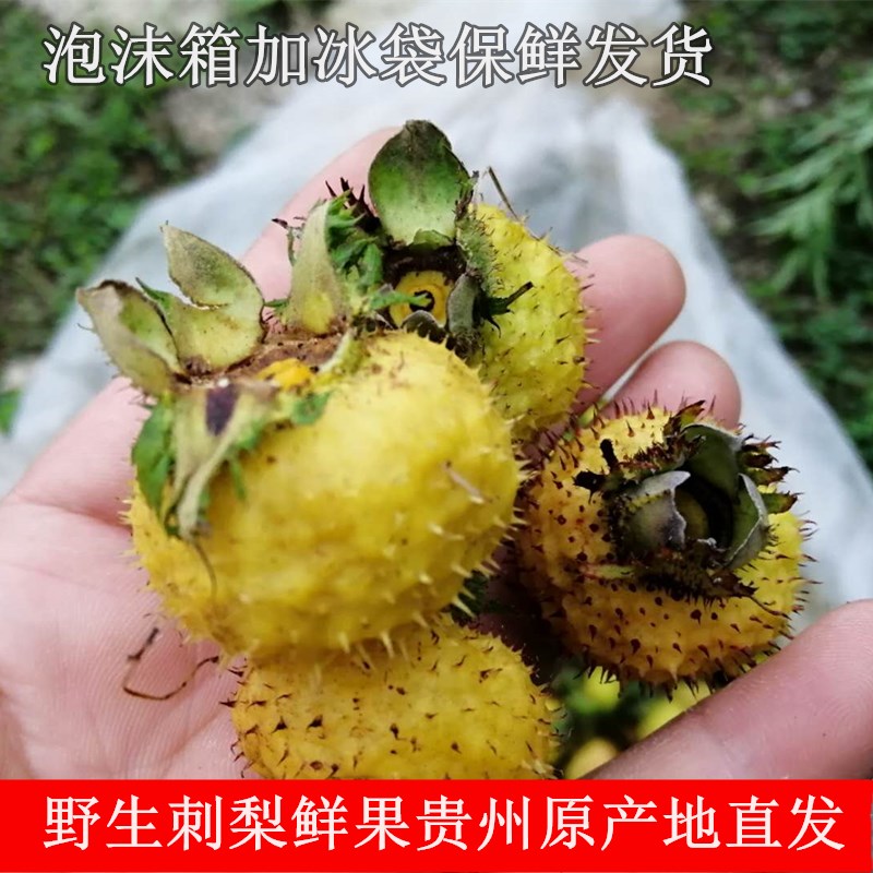贵州高山野生新鲜刺梨鲜果现摘发货可泡酒VC含量高泡茶