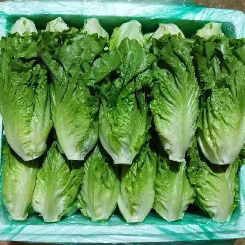 生菜云南意大利新鲜生菜沙拉蔬菜生吃蔬菜现摘现发生菜火锅刷菜