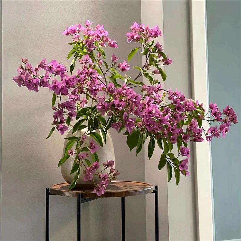 新品飘枝三角梅盆栽花卉阳台庭院爬藤植物垂丝花苗耐寒老桩四季开