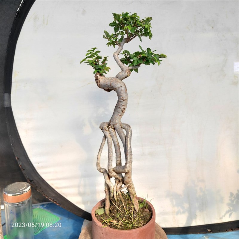 榆树盆景小叶榔榆高提根绿植盆栽榆钱树疙瘩阳台庭院茶几耐寒喜阳