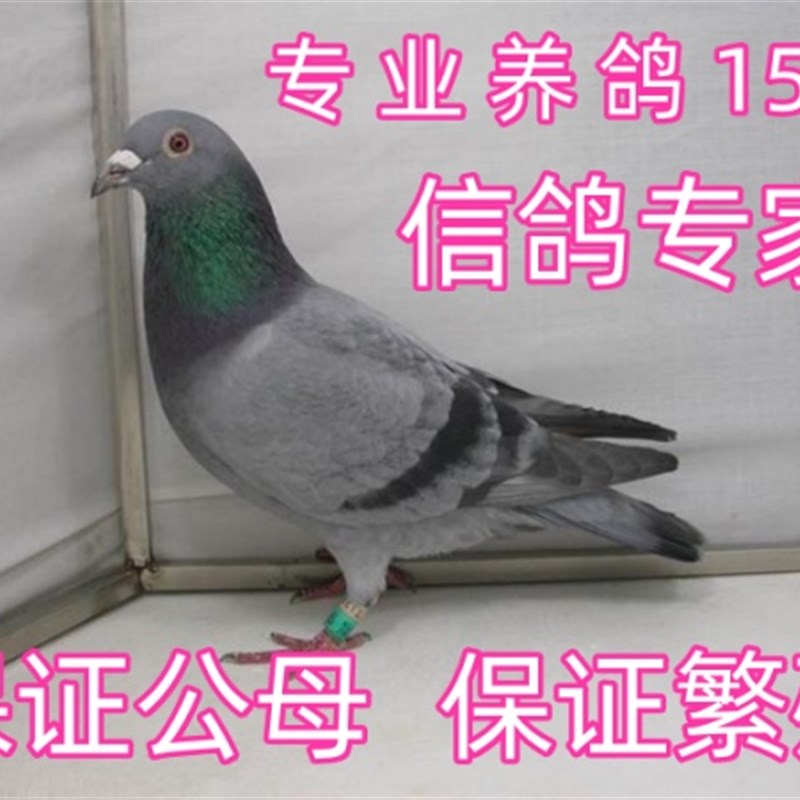 信鸽活体正宗赛鸽子活一对公母公棚原配种鸽纯血成绩鸽观赏鸽包邮