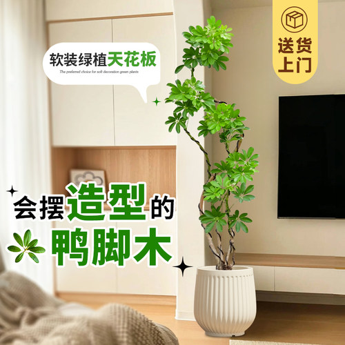 造型鸭脚木客厅大盆栽鸭掌木鹅掌柴室内落地式大型四季常青绿植物