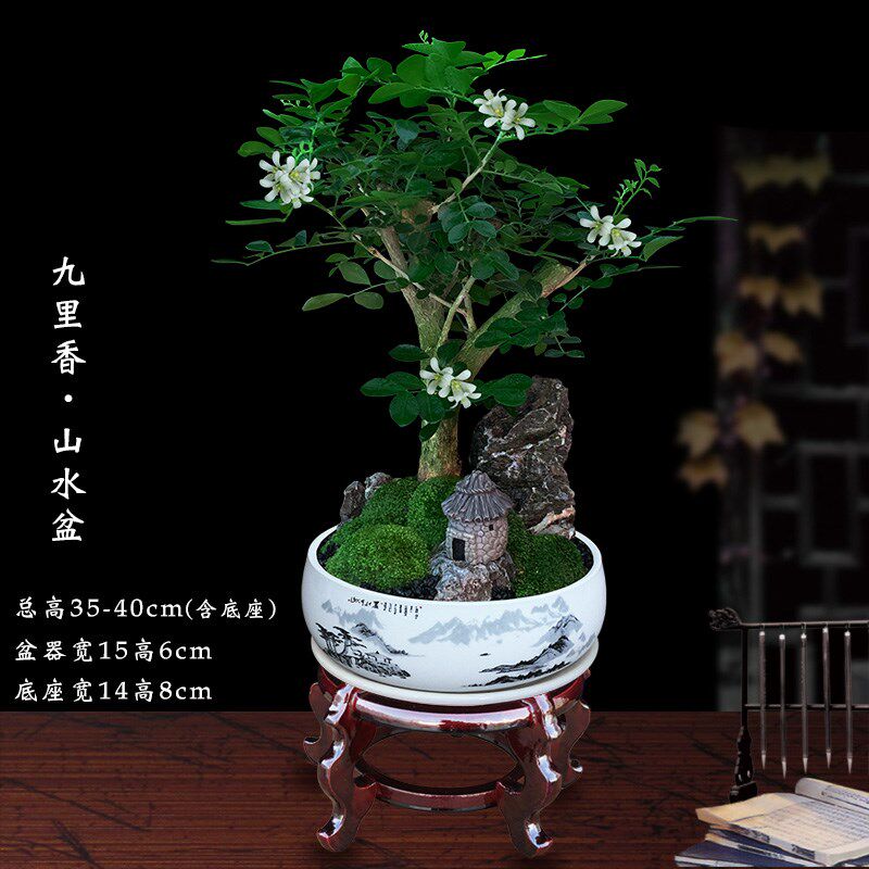 九里香树桩盆景绿植办公室内桌面植物七里香花卉四季好养餐桌盆栽