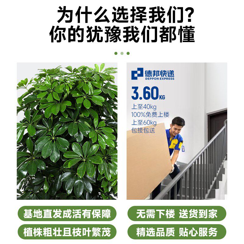 鸭脚木盆栽八方来财办公室内客厅落地式七叶莲真植物招财大型绿植