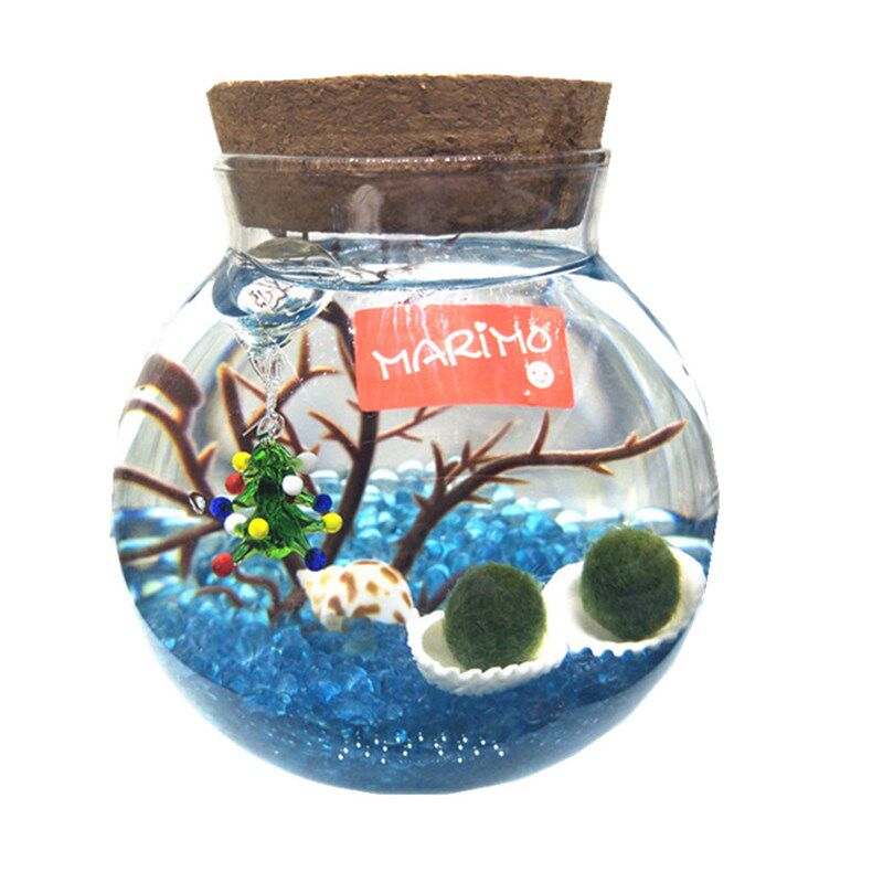marimo幸福海藻球微景观生态瓶水培迷你小植物创意DIY礼物玻璃瓶