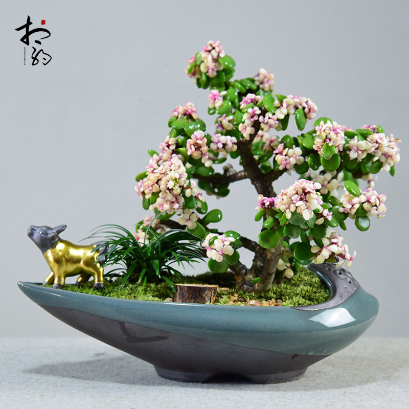 金枝玉叶盆栽老桩造型多肉盆景植物办公室内四季好养易活绿植花卉
