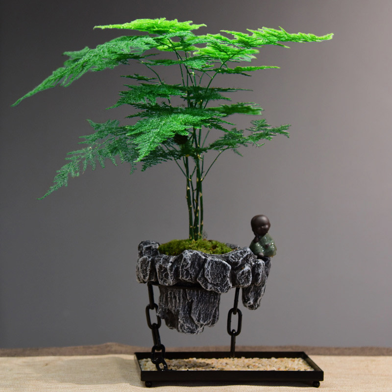 文竹盆栽发财树盆景铁树绿植铁树植物米竹室内好养浮岛艺术悬浮