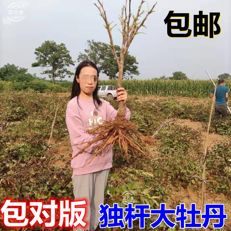 独杆牡丹花树苗正宗对版洛阳红观赏重瓣大花盆栽地栽耐寒老桩大号