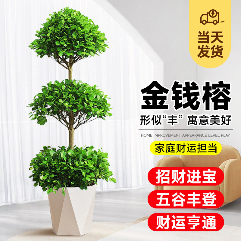 金钱榕树盆栽室内客厅摇钱树大型绿植四季常青办公室盆景招财树