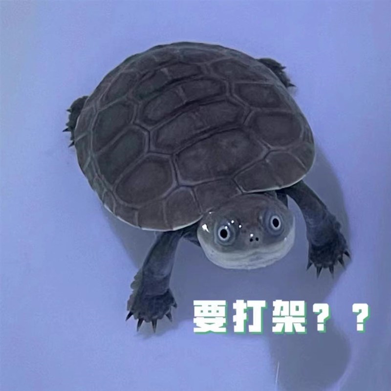 棱背侧颈龟苗宠物活体龟西非沼泽侧颈龟深水热带招财龟微笑仰泳龟