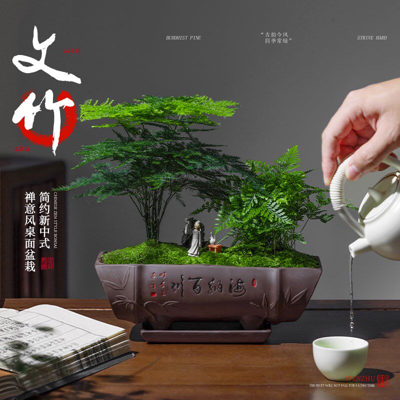 文竹盆栽发财树富贵竹绿植盆景办公室内客厅招财桌面植物四季好养