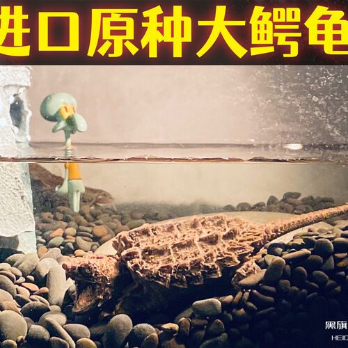 黑旗龟族 大鳄龟原色大鳄龟苗钓鱼龟真鳄龟宠物观赏龟小鳄龟