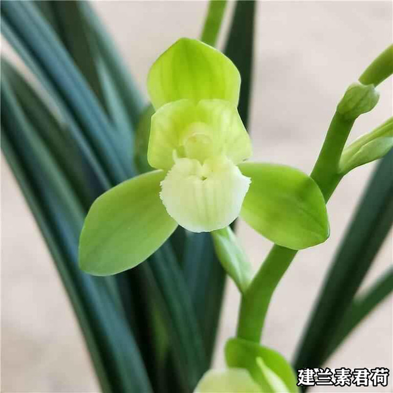 兰花苗建兰荷瓣素君荷花型大素雅清香四季兰盆栽绿植花卉阳台室内