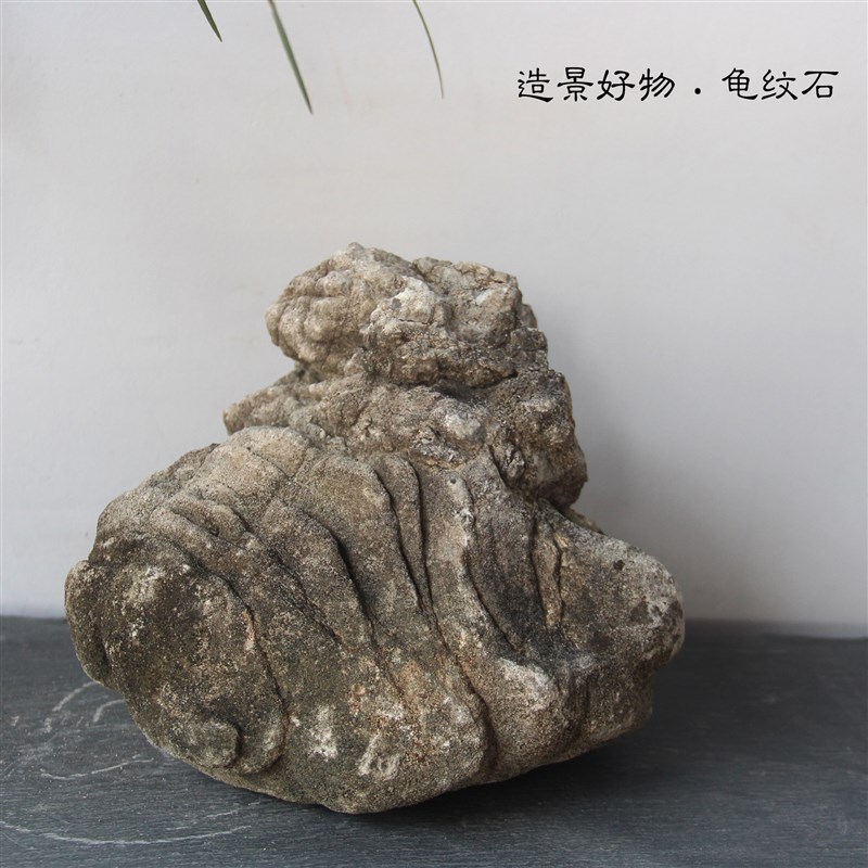 大块龟纹石天然原石鱼缸造景石山水盆景石庭院阳台装饰园艺假山石