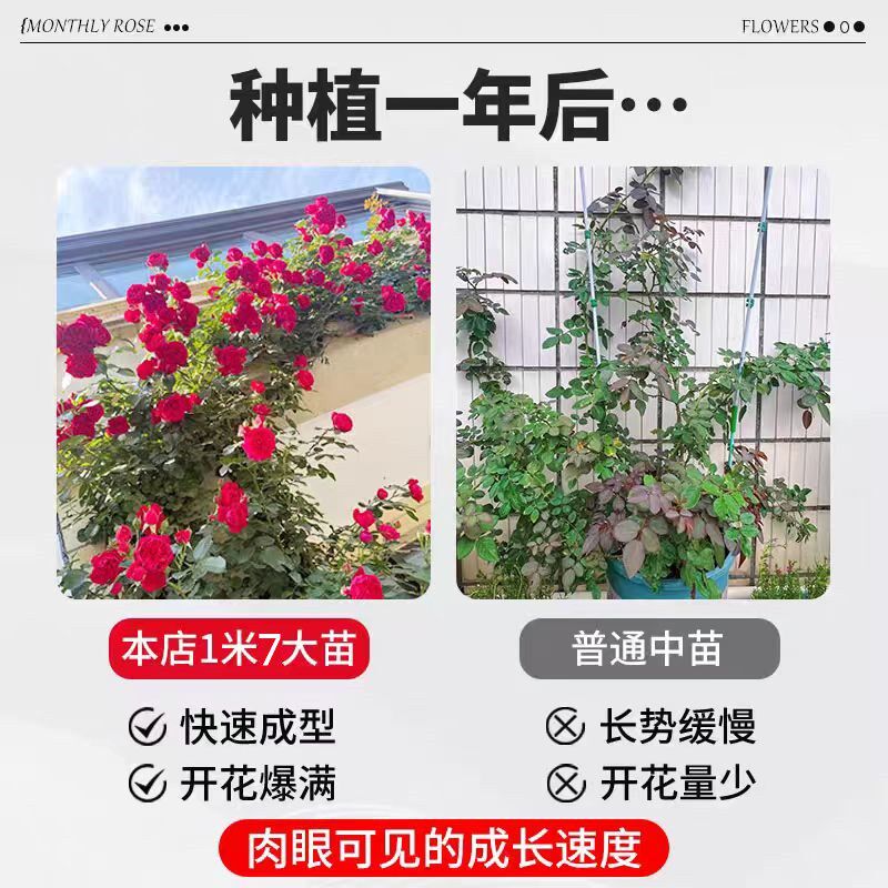 【2棵包邮发顺丰】藤本月季蔷薇花苗爬藤爬墙植物特大花浓香玫瑰