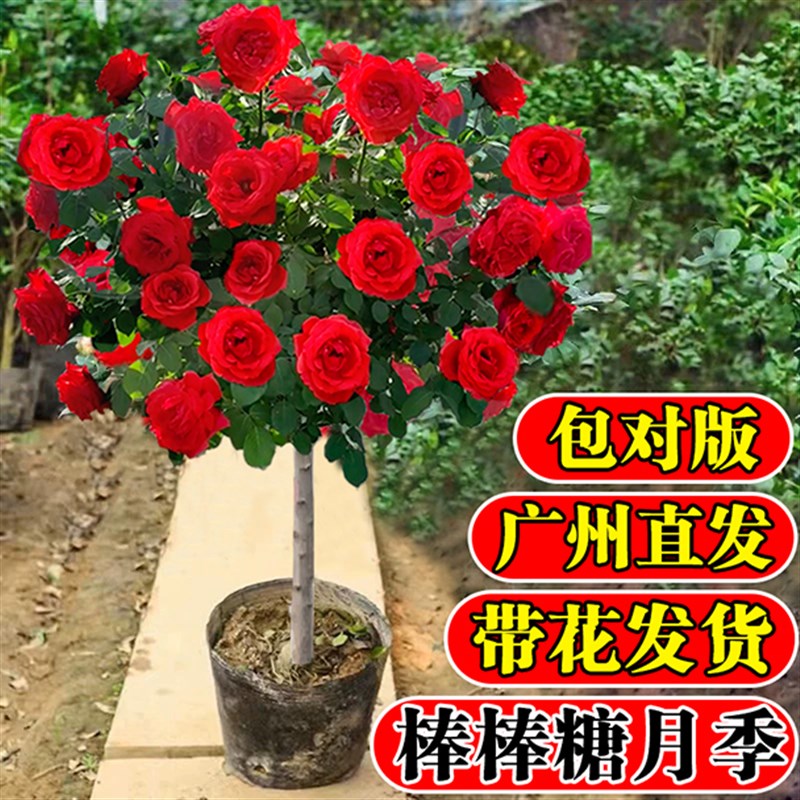 棒棒糖月季花苗四季开花老桩树桩玫瑰花盆栽果汁阳台庭院花卉绿植