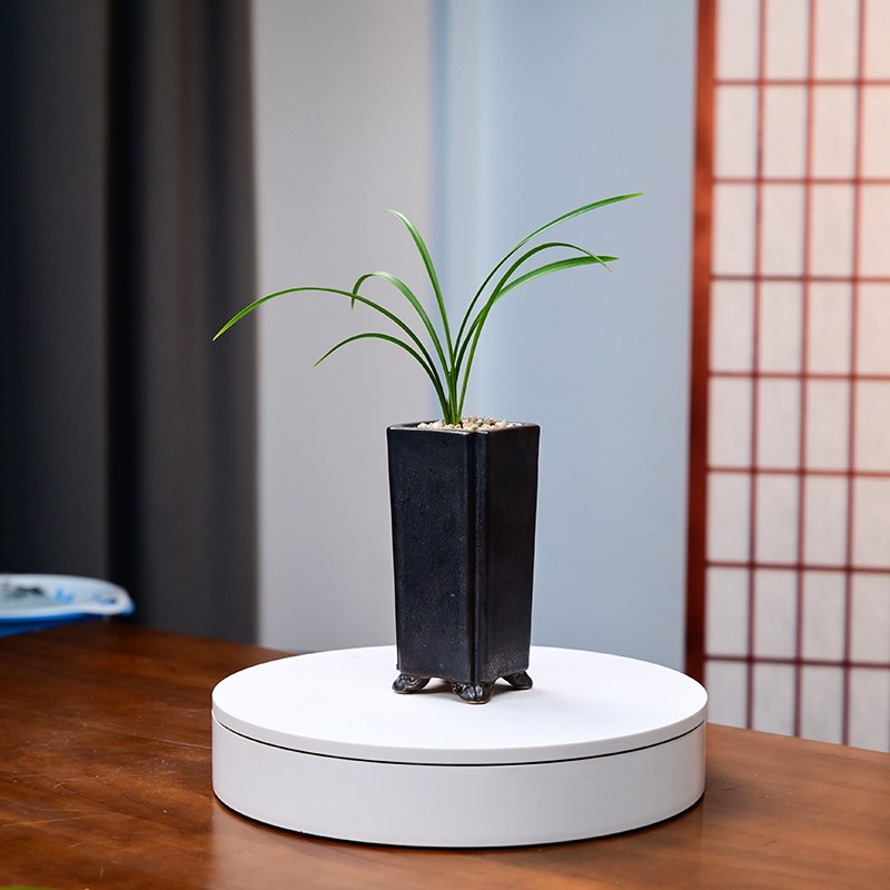 春兰宋梅名贵兰花苗盆栽带花苞四季室内花卉绿植盆栽建兰墨兰蕙兰
