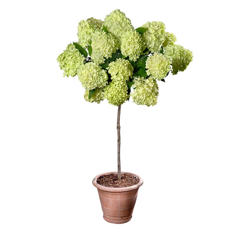 圆锥绣球棒棒糖大苗石灰灯香草草莓盆栽活力青柠绣球花花苗树苗