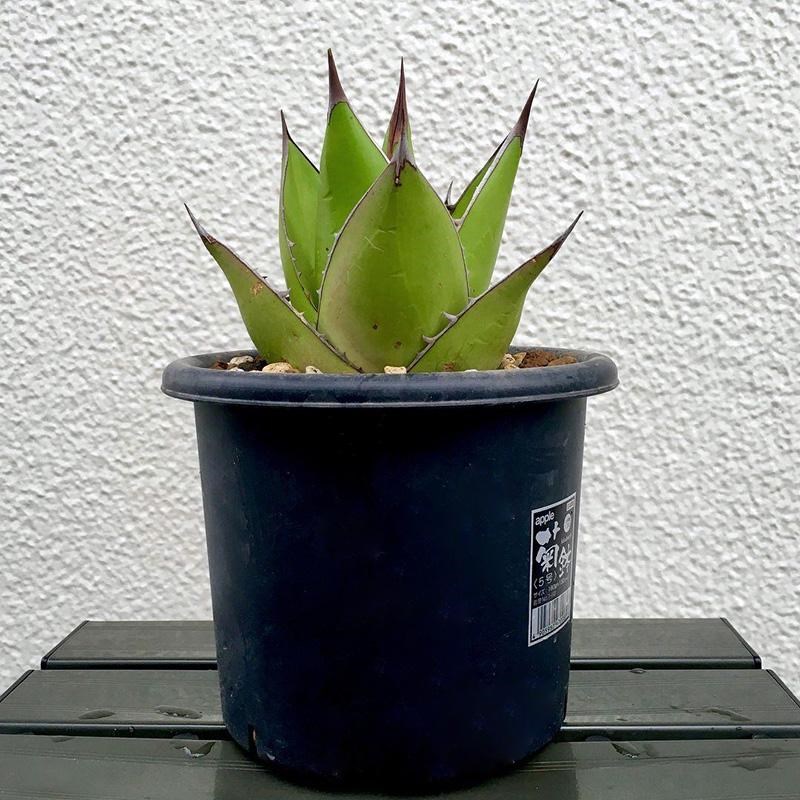 植物员外 青皮帝释天一物一拍 绿肌龙舌兰沙漠园艺多肉绿植盆栽