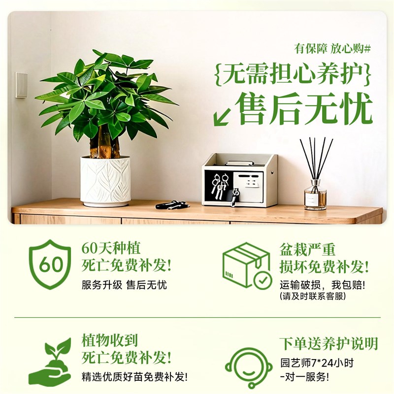 三杆发财树小盆栽室内植物办公室绿植桌面四季常青招财树好养送礼