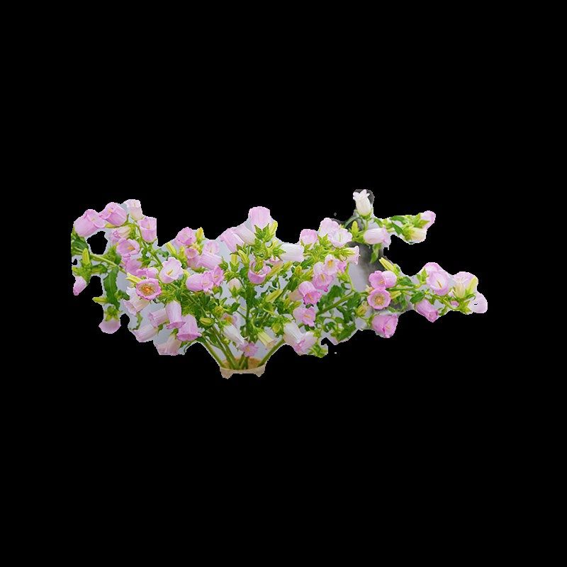 少女心满满迎风摇拽的铃铛粉色风铃花鲜花铃铛花插花水养家居插花