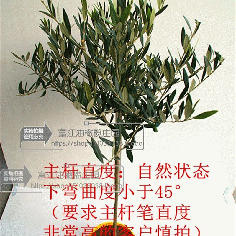 油橄榄树苗盆景3年龄小绿植庭院室内客厅阳台棒棒糖小型真植物