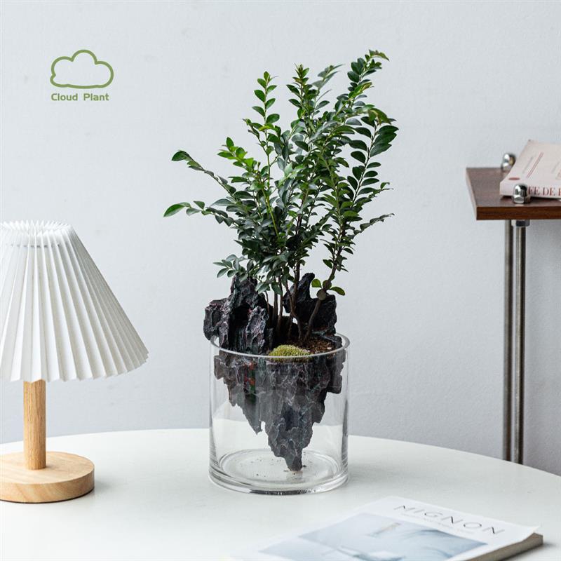 小叶紫檀办公室内桌面植物花卉创意绿植造型盆栽送领导长辈礼品